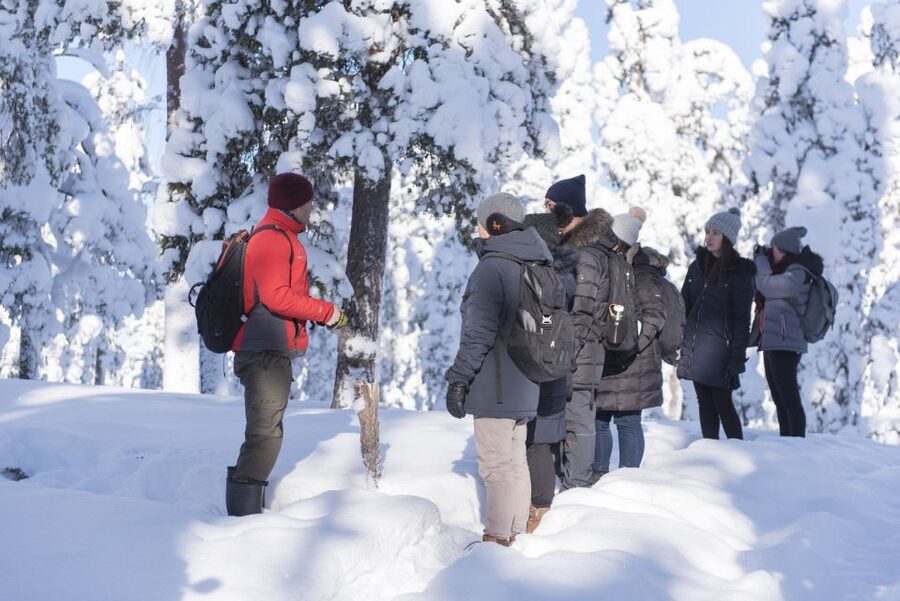 Rovaniemi: Wilderness Tour - A quiet way to meet the forest