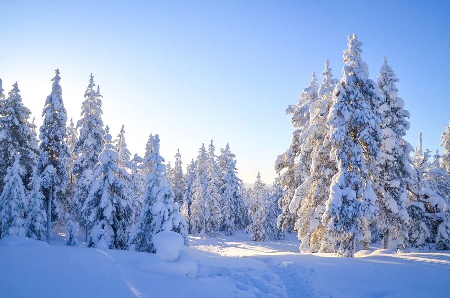 Rovaniemi: Wilderness Tour - Reading tracks in winter snow