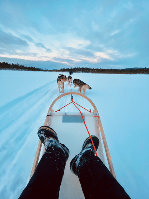 Saariselkä: 10KM Husky Safari with kennel visit - Key points to know before booking