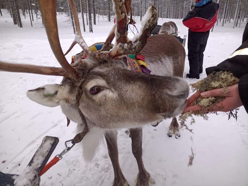Saariselkä: Northern Lights & Reindeer Sledding Tour - Riding through the forest under the northern sky