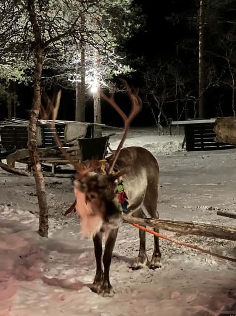 Saariselkä: Northern Lights & Reindeer Sledding Tour - Who should book this evening