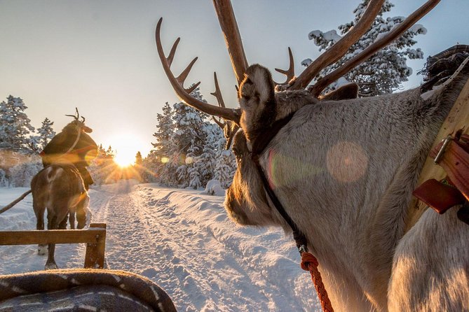 Santa Claus Village Guided Tour & Arctic Animals Adventure - Walking to Arctic Circle Husky Park