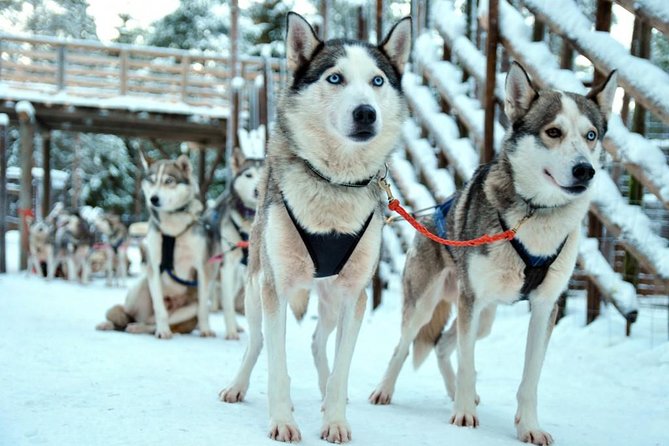 Santa Claus Village Guided Tour & Arctic Animals Adventure - Why the small group and transfers matter