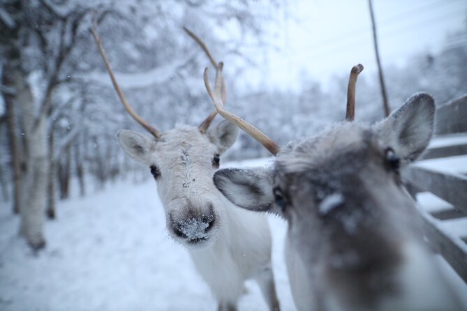 Santa Claus Village, Husky and Reindeers Combo Safari - What this four-hour Rovaniemi outing really includes