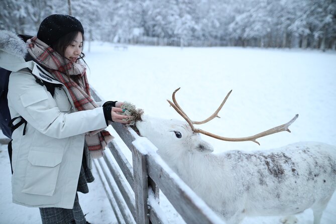 Santa Claus Village, Husky and Reindeers Combo Safari - A short reindeer sleigh ride at the yard