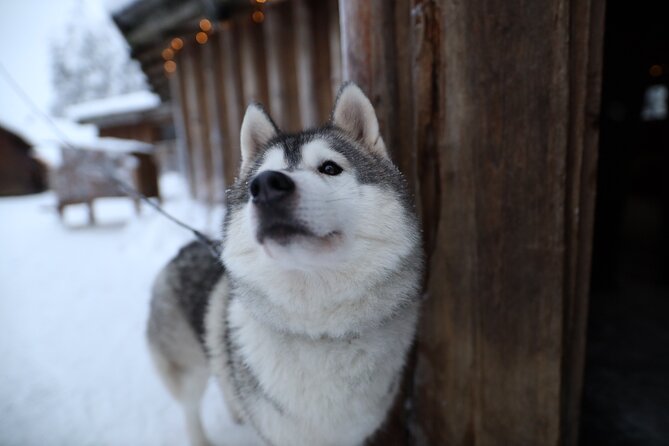 Santa Claus Village, Husky and Reindeers Combo Safari - Who should book this experience?
