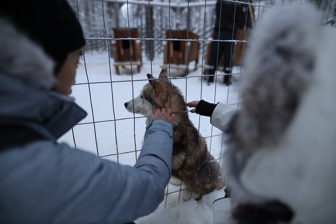 Santa Claus Village, Husky and Reindeers Combo Safari - Meeting the huskies and learning how they work