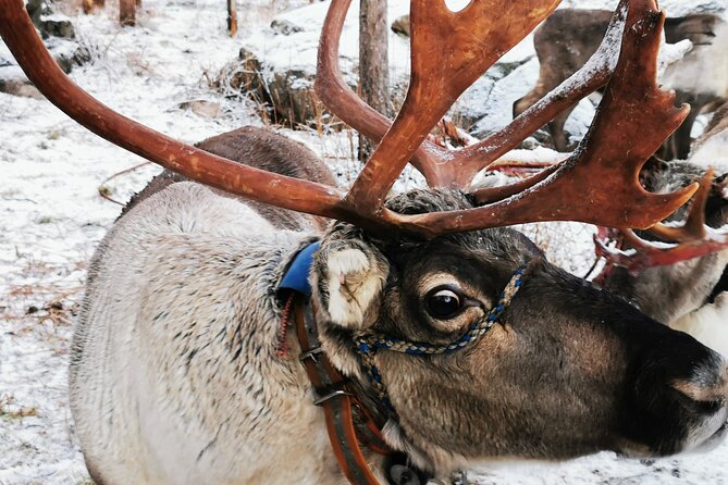Santa's Reindeer & Husky Safari + Aurora BBQ in Rovaniemi - Key points at a glance