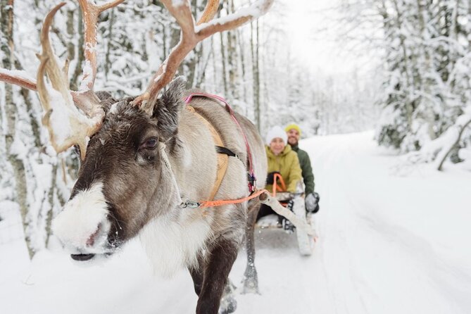 Santa's Reindeer & Husky Safari + Aurora BBQ in Rovaniemi - One day, three Arctic experiences