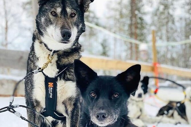 Santa's Reindeer & Husky Safari + Aurora BBQ in Rovaniemi - Guides make the biggest difference