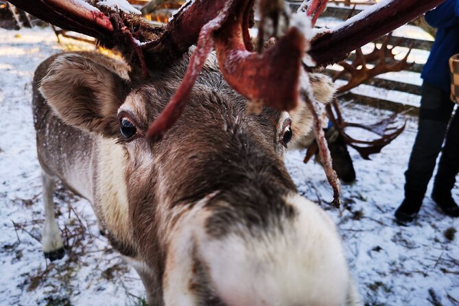 Santa's Reindeer & Husky Safari + Aurora BBQ in Rovaniemi - Is $289.04 a fair price?