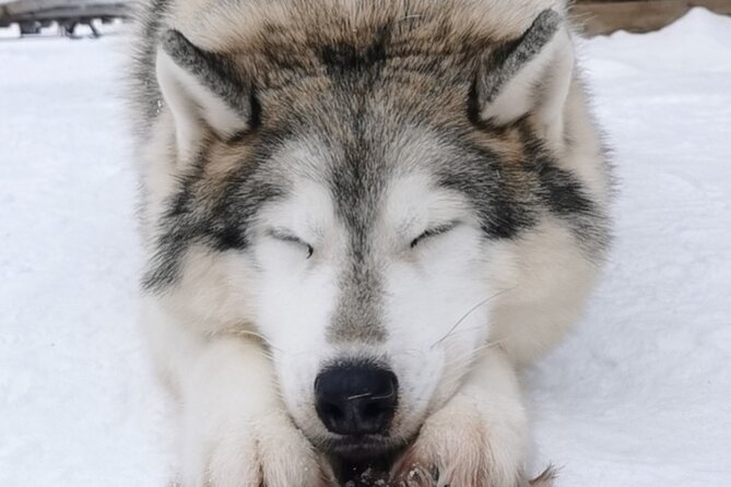 Santa's Reindeer & Husky Safari + Aurora BBQ in Rovaniemi - Meeting the huskies at the first stop