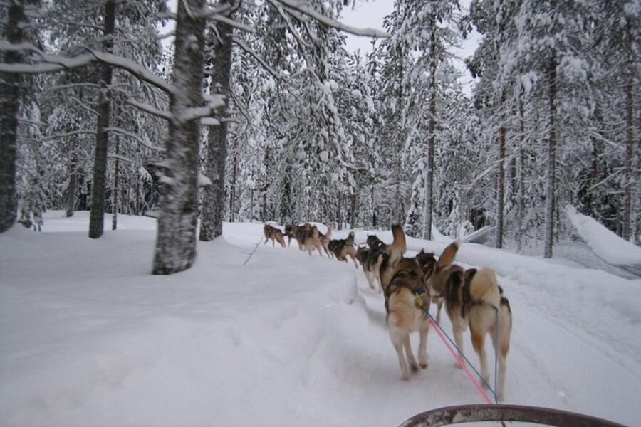 Sirkka: Husky Sled Ride in Levi 2km or 5 km from Levi - Key points to know before booking