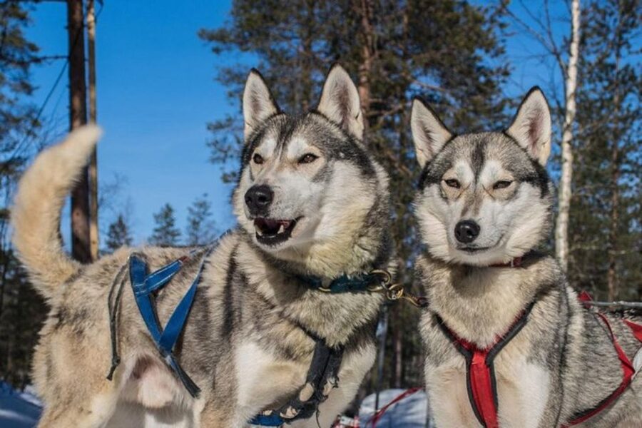 Sirkka: Husky Sled Ride in Levi 2km or 5 km from Levi - A 2 km or 5 km run through snowy Lapland