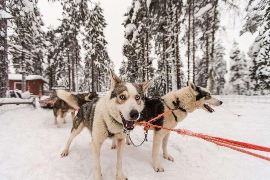 Sirkka: Husky Sled Ride in Levi 2km or 5 km from Levi - How much value do you get for $199?