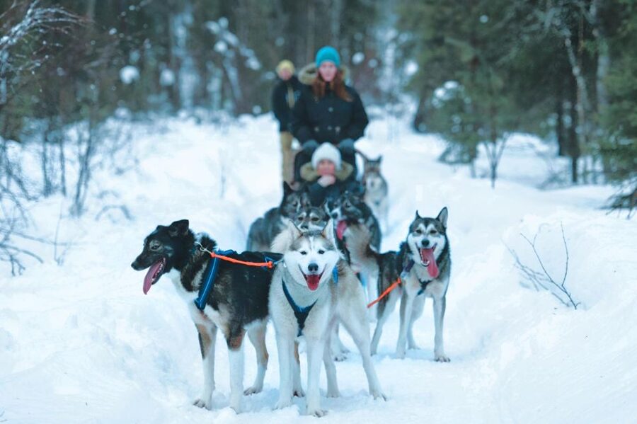 Sirkka: Husky Sled Ride in Levi 2km or 5 km from Levi - The safety briefing and sled setup