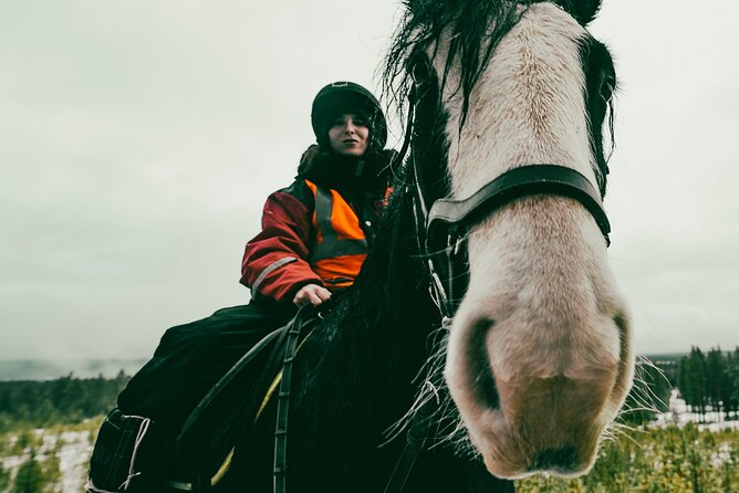 Small-Group Arctic Circle Horse Riding from Rovaniemi - Meeting Irish Cob horses 20 kilometers from Rovaniemi