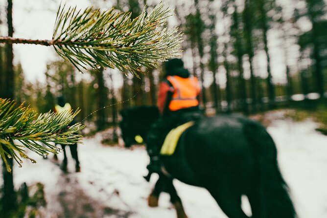 Small-Group Arctic Circle Horse Riding from Rovaniemi - A forest ride built for a three-hour outing