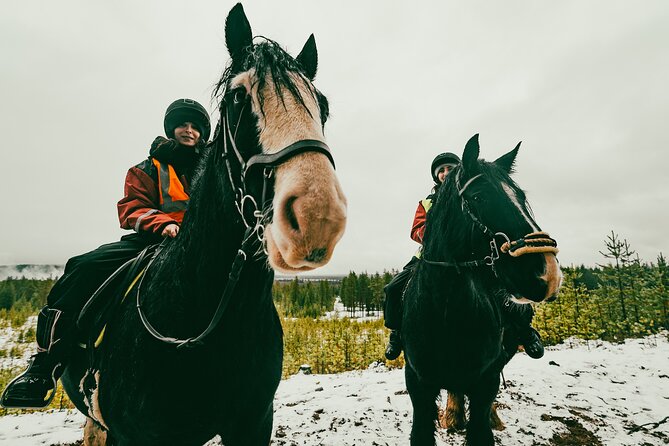 Small-Group Arctic Circle Horse Riding from Rovaniemi - The real value of the $145 price