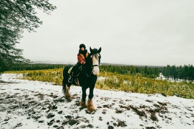 Small-Group Arctic Circle Horse Riding from Rovaniemi