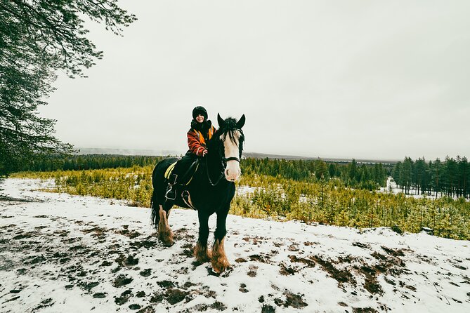 Small-Group Arctic Circle Horse Riding from Rovaniemi - Guides, Lapland facts, and a warm pause by the fire