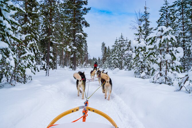 Small-Group Husky Mushing Experience in Rovaniemi - Key points to know before you book