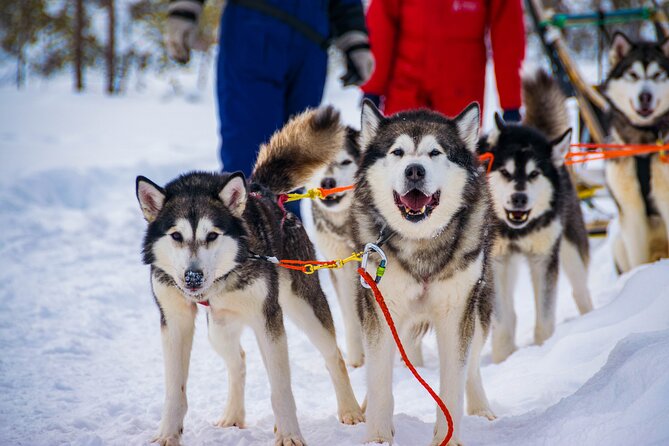 Small-Group Husky Mushing Experience in Rovaniemi - The 45-minute ride from Rovaniemi