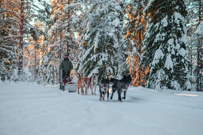 Small-Group Husky Mushing Experience in Rovaniemi - Six to ten kilometers through the snowy forest