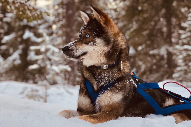 Small-Group Husky Mushing Experience in Rovaniemi - Sausages and berry juice in the kota