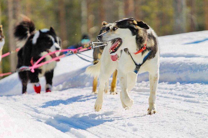 Small-Group Husky Mushing Experience in Rovaniemi - How this compares with city-based husky rides