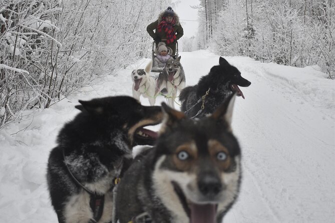 Small-Group Husky Mushing Experience in Rovaniemi - Who will enjoy this most