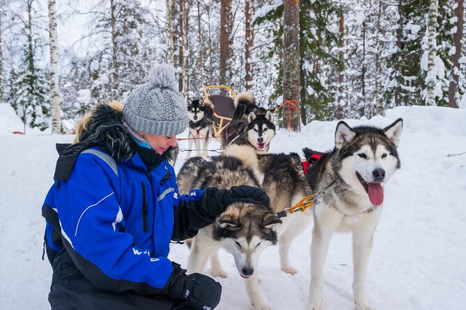 Small-Group Husky Mushing Experience in Rovaniemi - Getting ready in the kennel