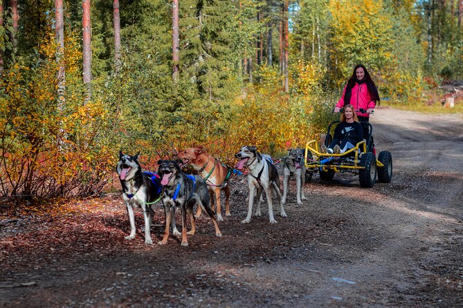 Small-Group Husky Sledding on Wheels in Rovaniemi in the fall - Key points at a glance