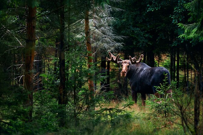 Small-Group Moose Wild Safari from Rovaniemi - Key points to know before you book