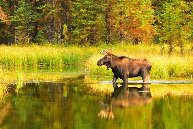 Small-Group Moose Wild Safari from Rovaniemi - Meeting the moose near Rovaniemi