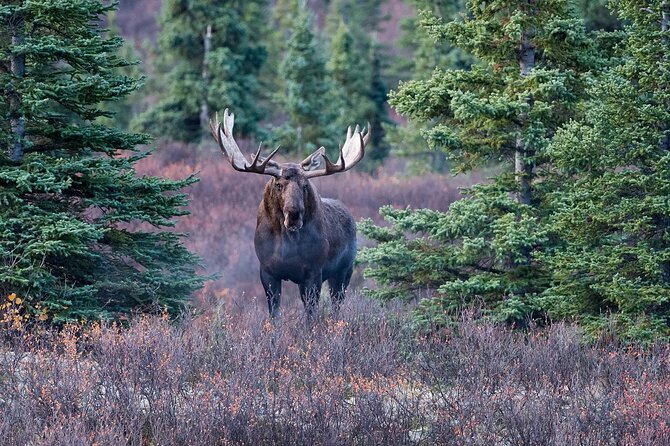 Small-Group Moose Wild Safari from Rovaniemi - The evening drive into the Finnish forest