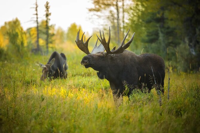 Small-Group Moose Wild Safari from Rovaniemi - Watching for moose and reindeer
