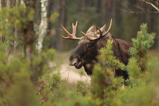 Small-Group Moose Wild Safari from Rovaniemi - What the $103.12 price includes in practical terms