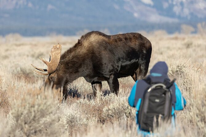 Small-Group Moose Wild Safari from Rovaniemi - Who will enjoy this safari most