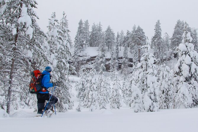Small-Group Snowshoeing Adventure In Lapland - Forest scenery, wildlife, and Arctic quiet