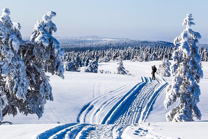 Snowmobile Safari in the Forest - Key points to know before you book