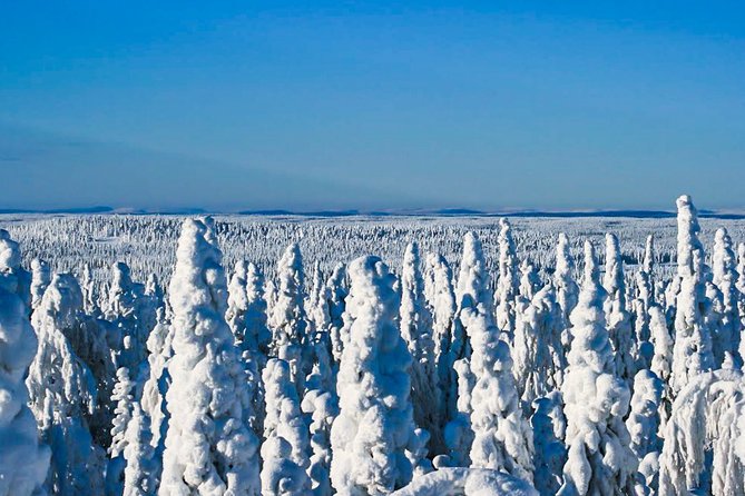 Snowmobile Safari in the Nature - The strongest part of the experience: scenery and guiding