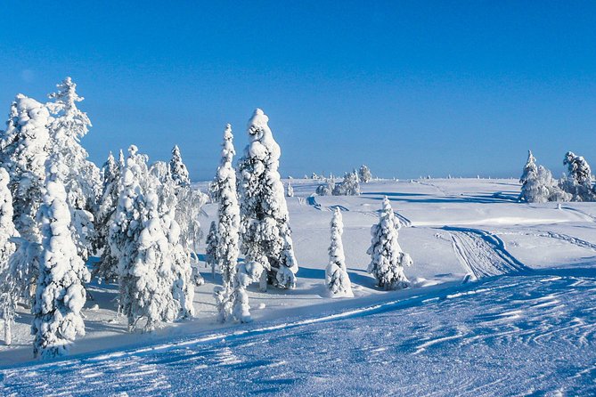 Snowmobile Safari in the Nature - Morning start - Should you book it?