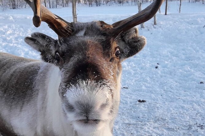 Snowmobile Safari to Lake Inari, meet & feed Reindeers, Lunch - What the scenery feels like from the lake