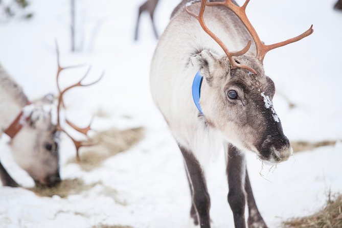 Snowmobile Safari to Lake Inari, meet & feed Reindeers, Lunch - A small island with three reindeer