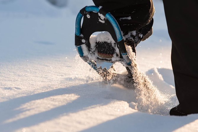 Snowshoeing in the Arctic Circle Wilderness - Walking beneath snow-covered trees