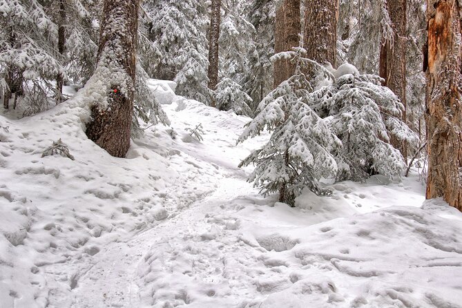 Snowshoeing tour with Wild Lunch - How the three-hour schedule works