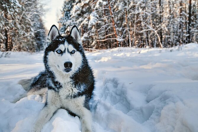 Snowy Trails 10km Husky Safari from Rovaniemi - The 10km forest route