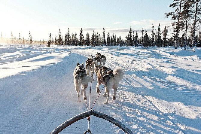 Snowy Trails 10km Husky Safari from Rovaniemi - Driving your own husky sled