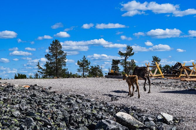 Trip to Pyhä-Luosto National Park and Amethyst Mine - Guide quality and the small-group advantage